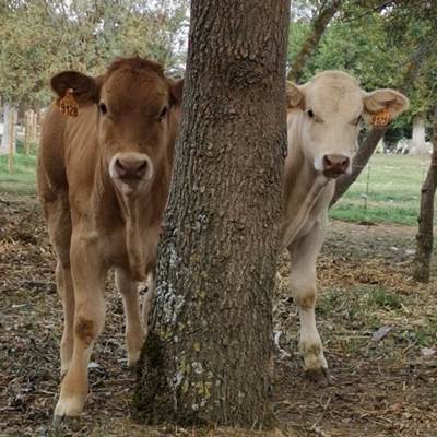 visite de la ferme