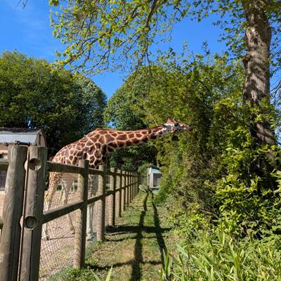 Girafes au  Zoo de la Bourbansais