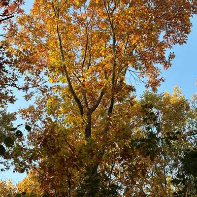 Les bois à proximité de Hourpes