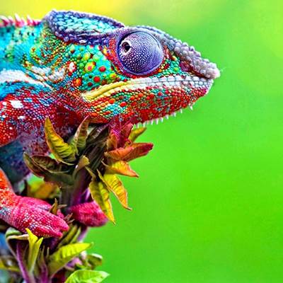 cameleon-page
