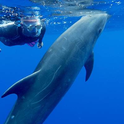 doucean image-page