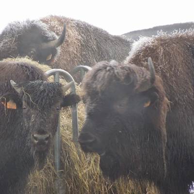 Les bisons de Recogne-page