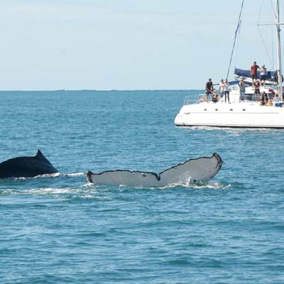 Sortie journée baleine avec Dalocean
