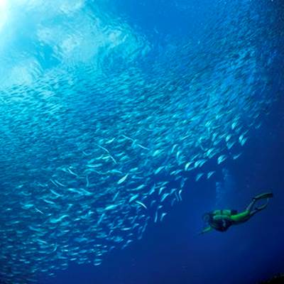 plongee_fonds_marins18_banc_de_sardines_-_credit_irt_-_laurent_beche_dts_12_2014-page