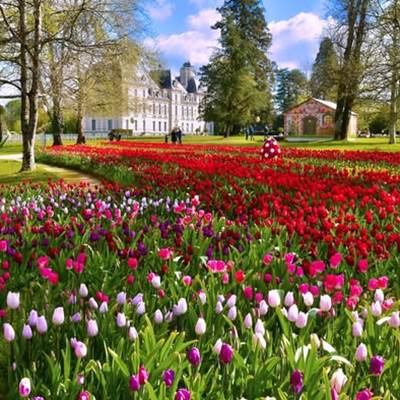 Les tulipes de Cheverny