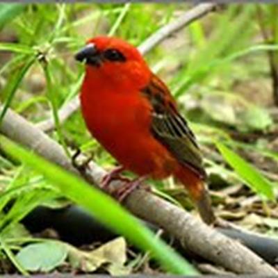 cardinal-page