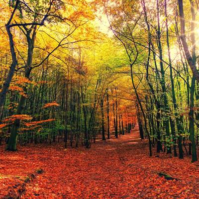 L'automne en Ardenne-news