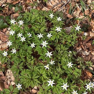 Anémones dans la forêt près de Hourpes