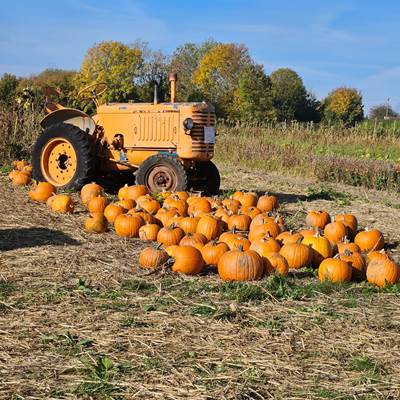 Citrouilles à Leernes