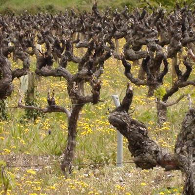 le vignoble de chateauneuf du pape-page