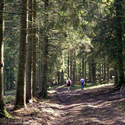 Balades en forêts-page