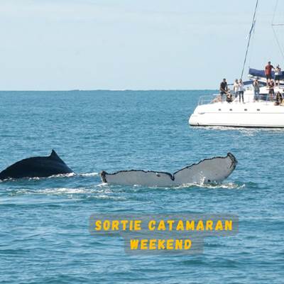 sortie baleine weekend