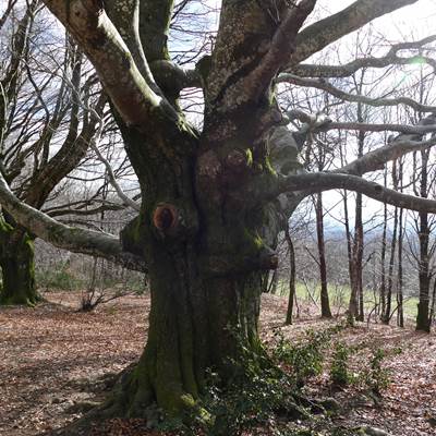 LES HETRES REMARQUABLES-news