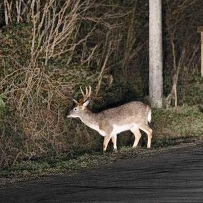 Un cerf 🦌 devant le gîte de Hourpes