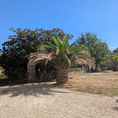 PALMIER DES Canaries ,Domaine de launay blot