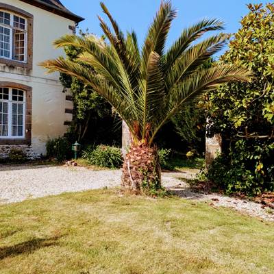 PALMIER DES cANARIE,Domaine de launay blot