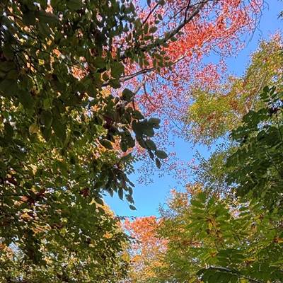 Bois des Waibes à Thuin