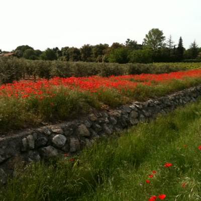oliviers et  coquelicots-page