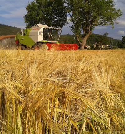 Ferme des delices foreziens, moisson orge, moissoneuse batteuse, claas, st cyr les vignes, loire forez, 42 - Copie