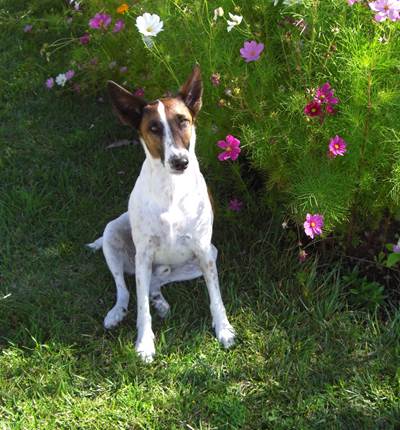 HOTEL AU SANS SOUCI UN CHIEN