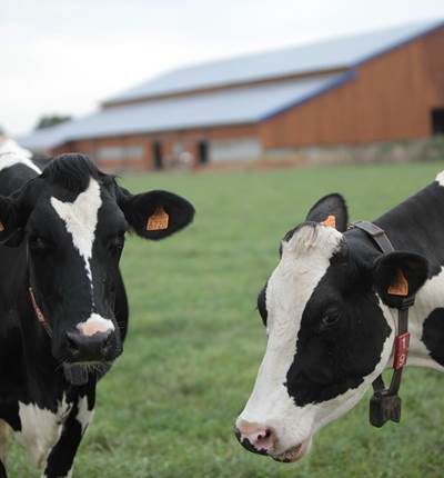 vaches_ferme_des_delices_abphotographies