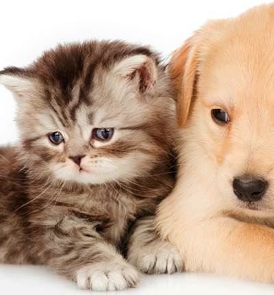 chat-chiens-
