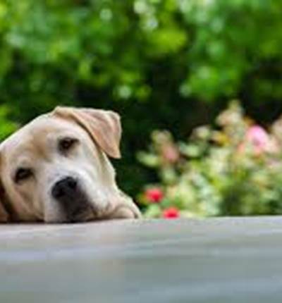 chien