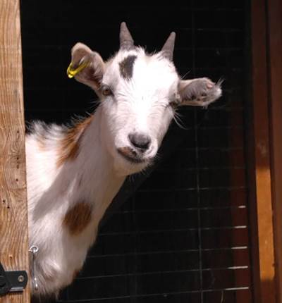 Flocon, le bouc nain !