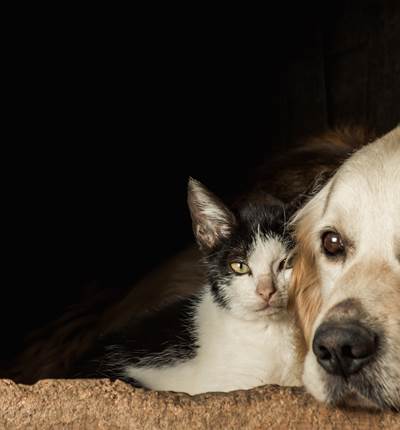 closeup-shot-of-the-snouts-of-cute-dog-and-cat-sitting-cheek-to-cheek