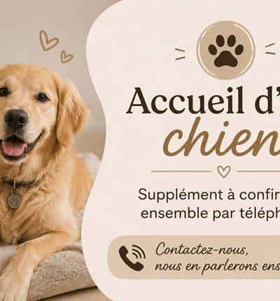 accueil chien