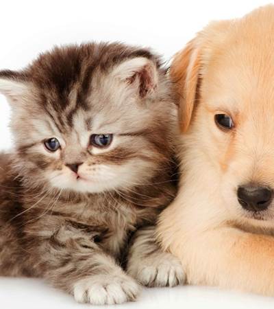 chat-chiens-