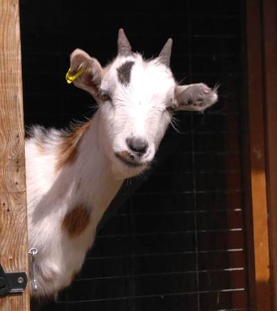 Flocon, le bouc nain !