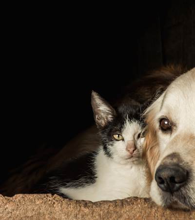 closeup-shot-of-the-snouts-of-cute-dog-and-cat-sitting-cheek-to-cheek