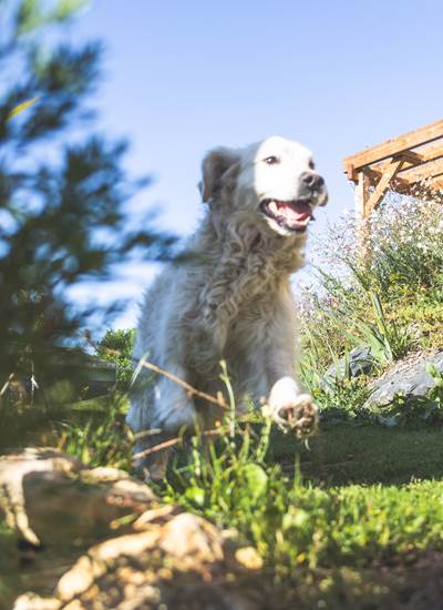 accueil chien chat