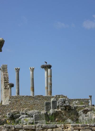 Les cigognes à Volubilis : un spectacle à ne pas manquer !