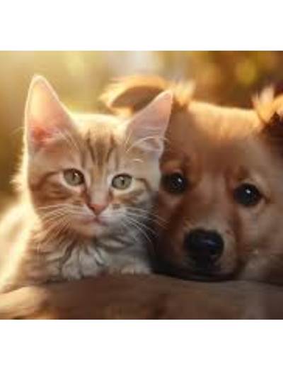 2 animaux de compagnie