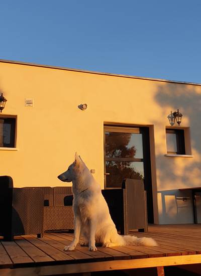 Animal de compagnie
