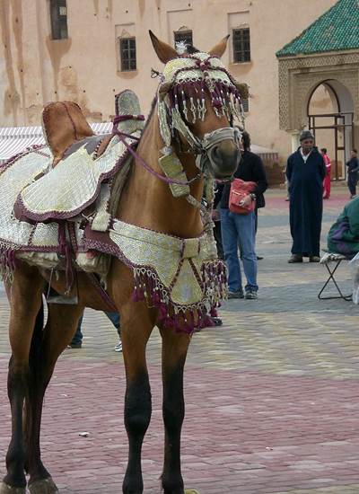La merveilleuse place El Hedim à Meknès si animée !