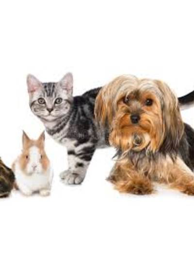 3 animaux de compagnie ou plus