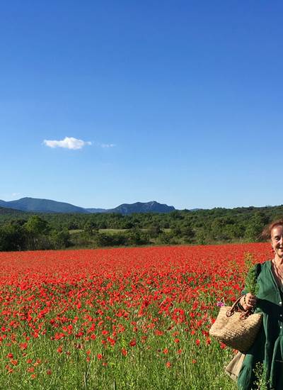coquelicots et bientôt millepertuis