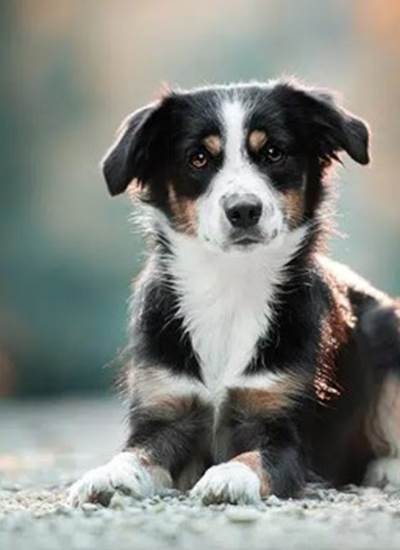 Nos amis les chiens sont acceptés !