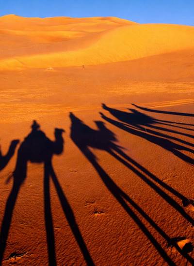 Ombre des dromadaires dans les dunes