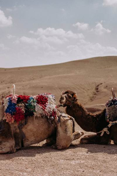 randonnees chameaux