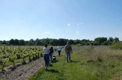 vignes