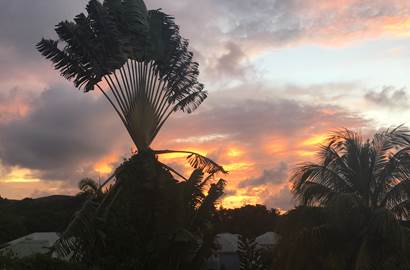 Arbre du voyageur vu de la terrasse au coucher de soleil