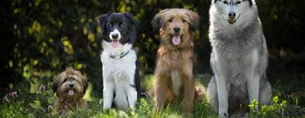 Animaux de compagnie acceptés