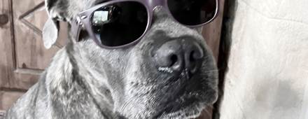Chien vacances