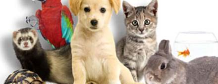 animaux-de-compagnie-en-france