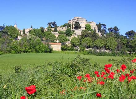 Champs de coquelicot