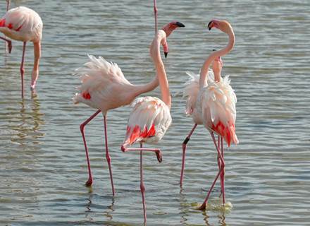 Flamants roses de Camargue - Beaute´ et e´le´gance des oiseaux emble´matiques